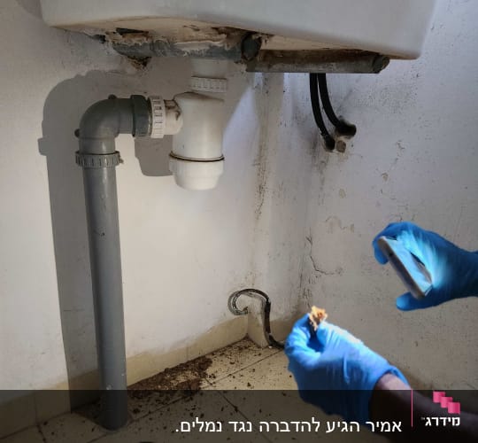 מדביר עם כפפות כחולות בודק מתחת לכיור